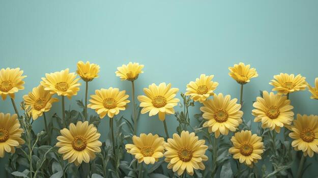 Yellow daisies forming a line on a turquoise background photo