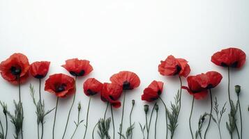 Minimalist floral arrangement of red poppies on white background photo