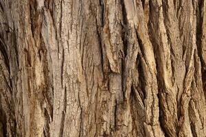 Closeup of rough textured tree bark showing age and growth photo