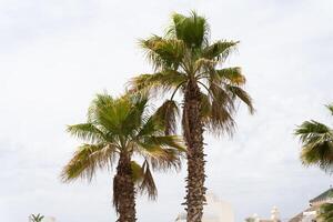 dos palma arboles creciente debajo un nublado cielo foto