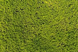 Green hedge forming a natural background texture photo