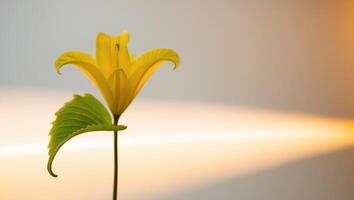 A yellow flower is standing in front of a bright light photo