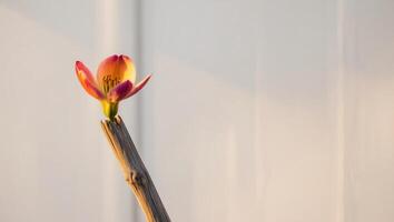A single red flower is on a stick photo