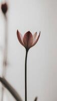A single flower is shown in black and white photo