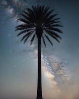 A palm tree stands in front of a night sky photo