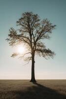A lone tree in a field with the sun shining through photo