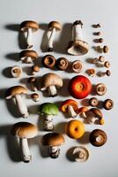 A variety of mushrooms and other vegetables arranged in a circle photo