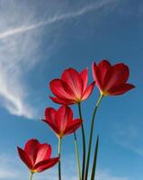Red tulips against a blue sky photo