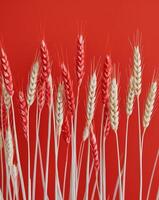A bunch of wheat on a red background photo