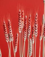 A close up of some red wheat on a red background photo