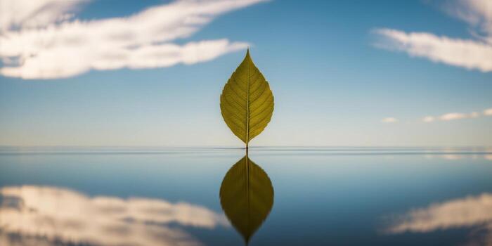 A single leaf floating in water with clouds in the background photo