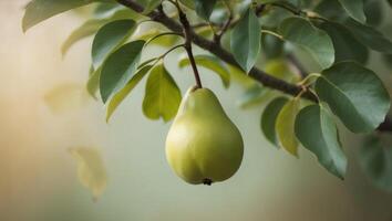 A pear is hanging from a tree branch photo