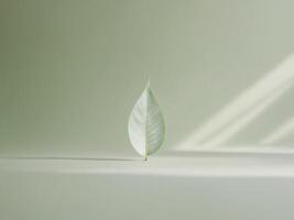 A single leaf on a table with sunlight photo