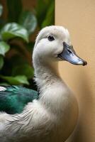 A white and green duck standing on a ledge photo