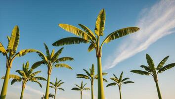 A group of tall green banana trees photo