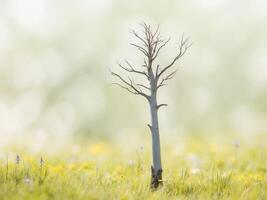 A lone tree stands in a field of grass photo