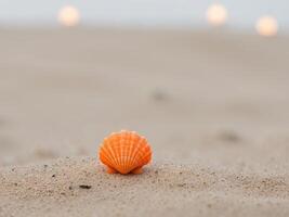 A single orange shell on the sand photo