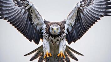 A large eagle with its wings spread out photo