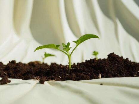 A small plant is growing out of dirt photo