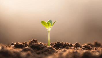 A small plant sprouting from the ground photo