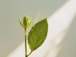 A single green leaf is growing on a stem photo