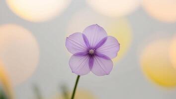 A single purple flower is in front of a blurred background photo