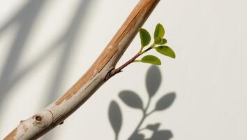 A branch with a small green plant growing on it photo