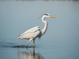 A white heron standing in the water photo