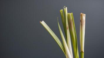 A close up of some green grass photo