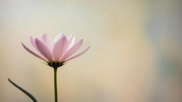 A single pink flower is shown in front of a blurred background photo