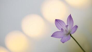 A single purple flower is in front of a blurred background photo