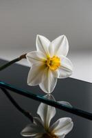 A single white flower is sitting on a glass surface photo