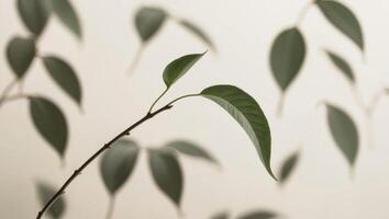 A branch with leaves on it in front of a wall photo