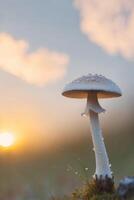 A mushroom is standing on a grassy hill with the sun setting behind it photo