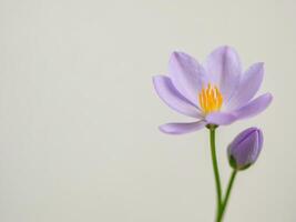 A single purple flower is in front of a white background photo