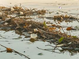 A pile of leaves and twigs in the water photo