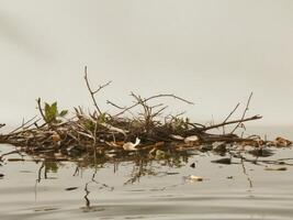 A bird nest floating in the water with some plants photo