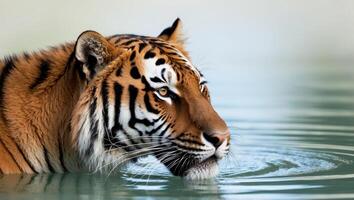 A tiger is drinking water in the water photo