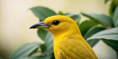 A close up of a yellow bird with a black beak photo