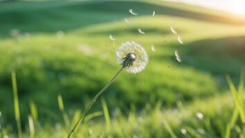 Dandelion blowing in the wind on a green field photo