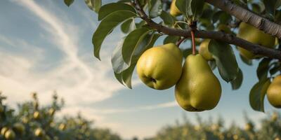 Two pears hanging from a tree in an orchard photo