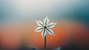 A single white flower is standing in front of a blurred background photo