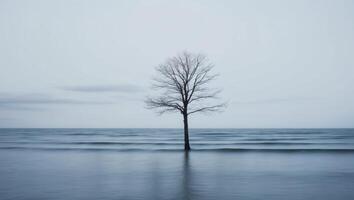 A lone tree stands in the middle of the ocean photo