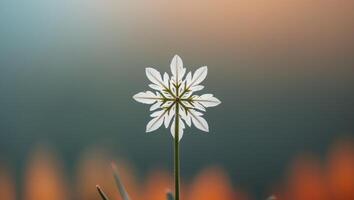A single white flower is in front of a blurry background photo