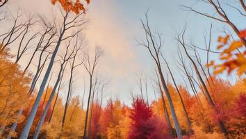A forest with many trees in the fall photo