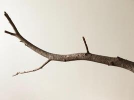 A branch with no leaves is shown against a white background photo