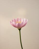 A single pink flower is shown in front of a white background photo