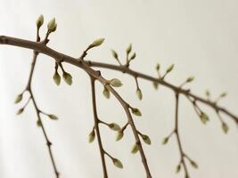 A branch with buds and leaves on it photo