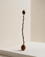 A small tree branch with a nut on top photo