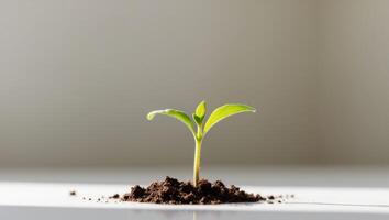 A small plant sprouting from the ground photo